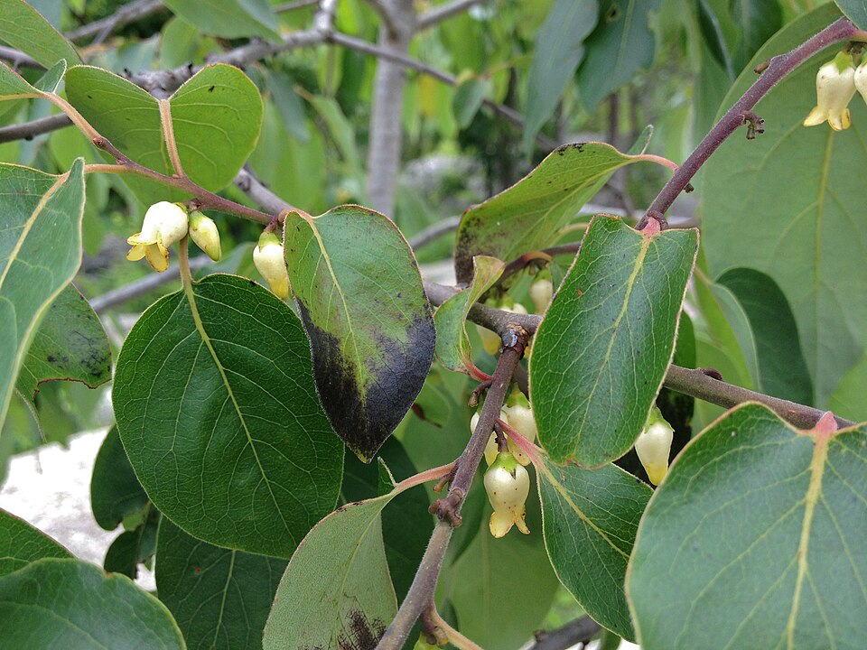 Diospyros virginiana (American Persimmon) (alternate view 7)