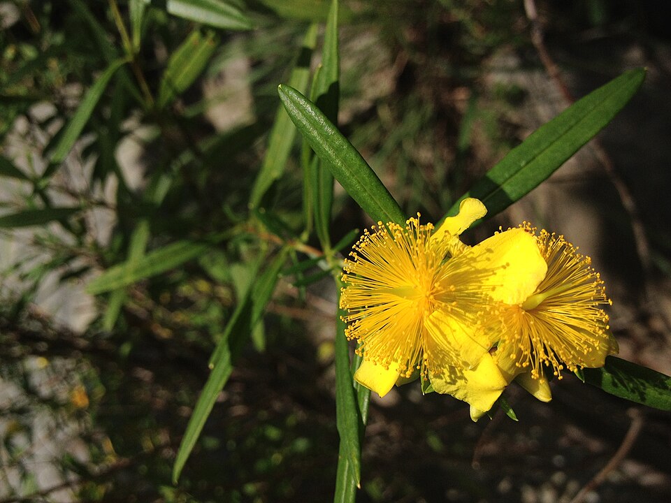 Hypericum prolificum (shrubby St. John's-wort) (alternate view 4)