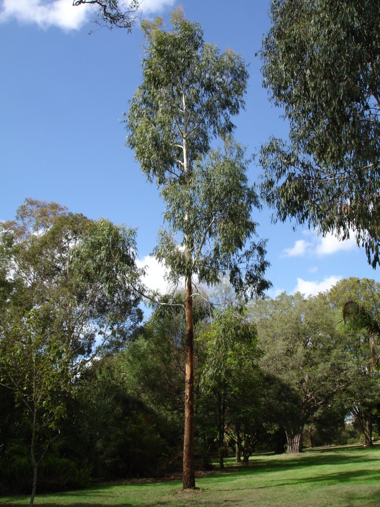 Eucalyptus viminalis (manna gum) (alternate view 2)