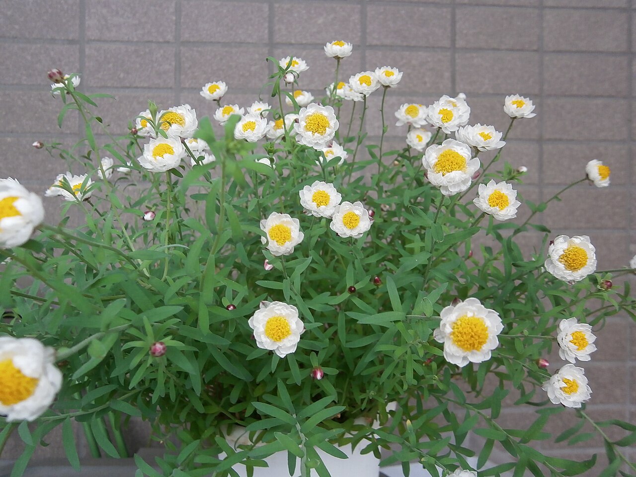 Rhodanthe chlorocephala, Pink paper daisy — upright deciduous (Asteraceae) (image 2 of 10)