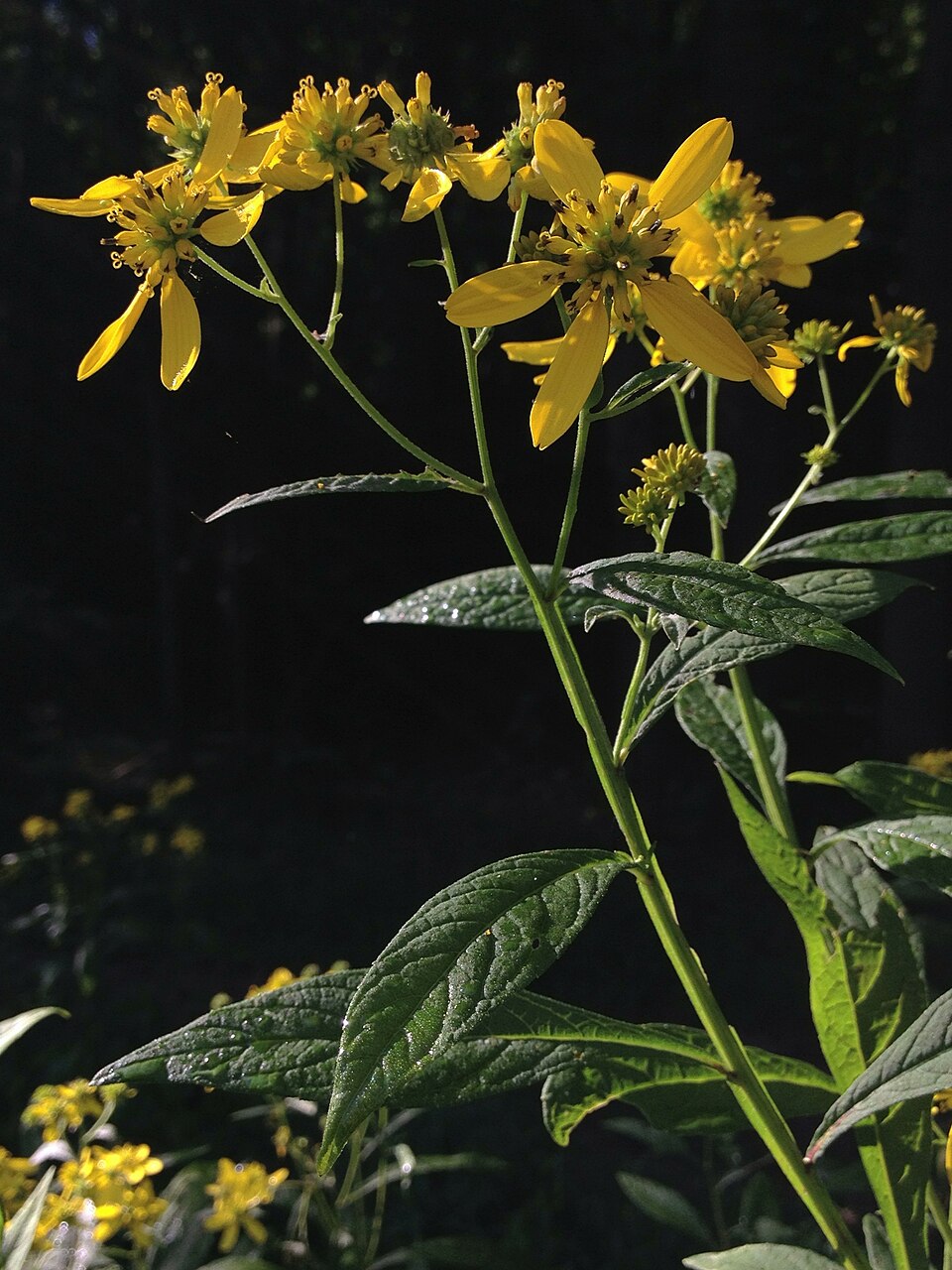 Verbesina alternifolia (Wingstem)