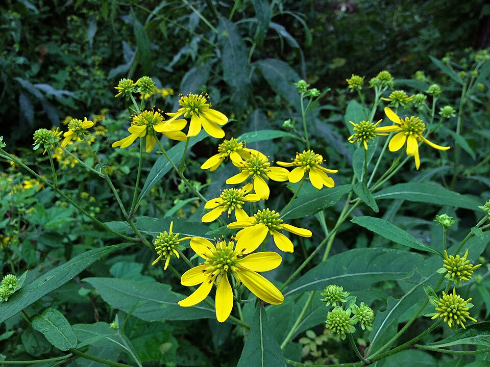 Verbesina alternifolia (Wingstem)