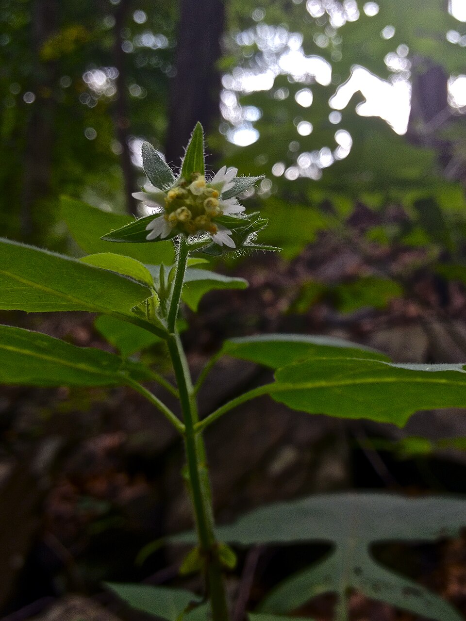 Polymnia canadensis (leafcup) (alternate view 9)