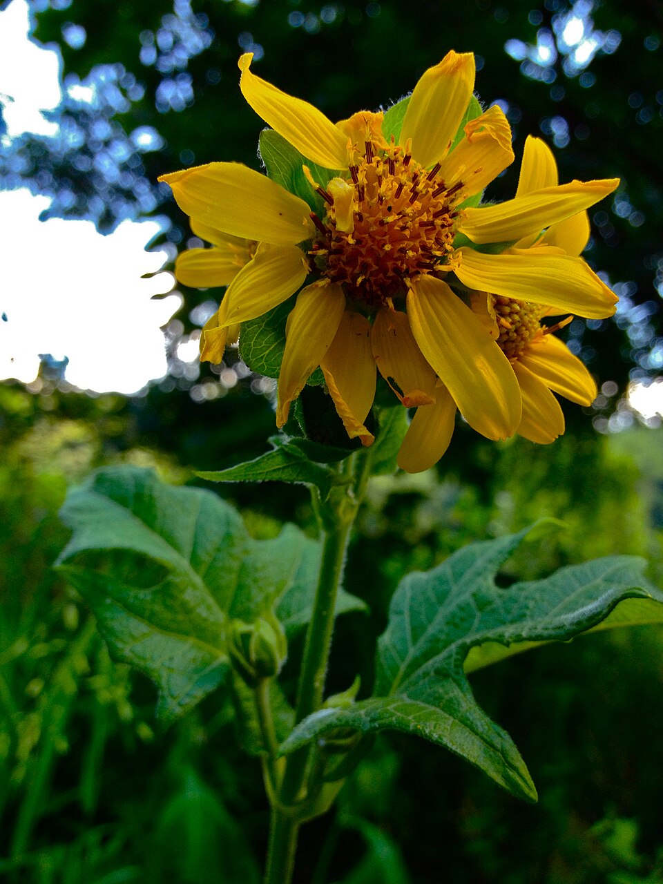 Smallanthus uvedalia (bear's foot) (alternate view 6)
