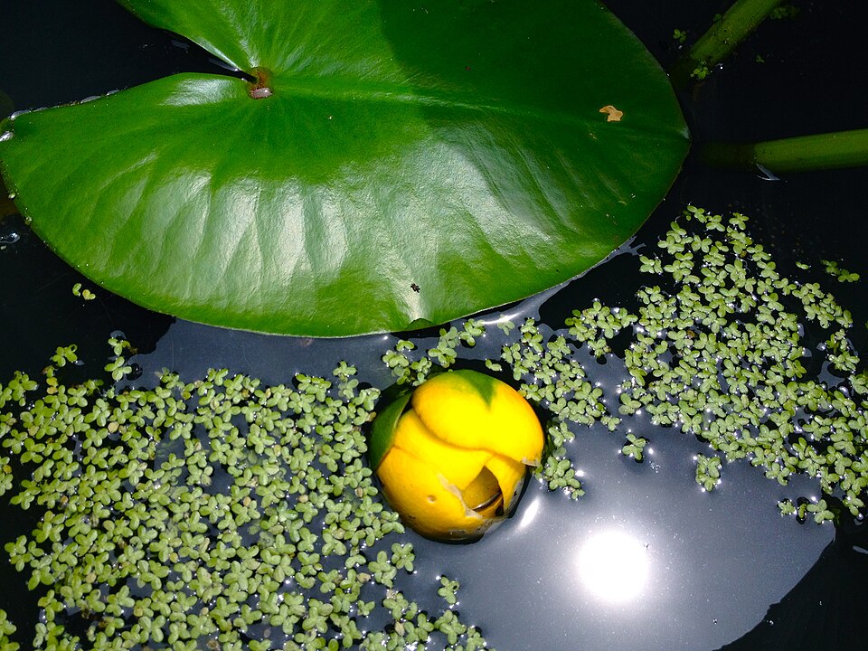 Nuphar advena (spatterdock) (alternate view 2)