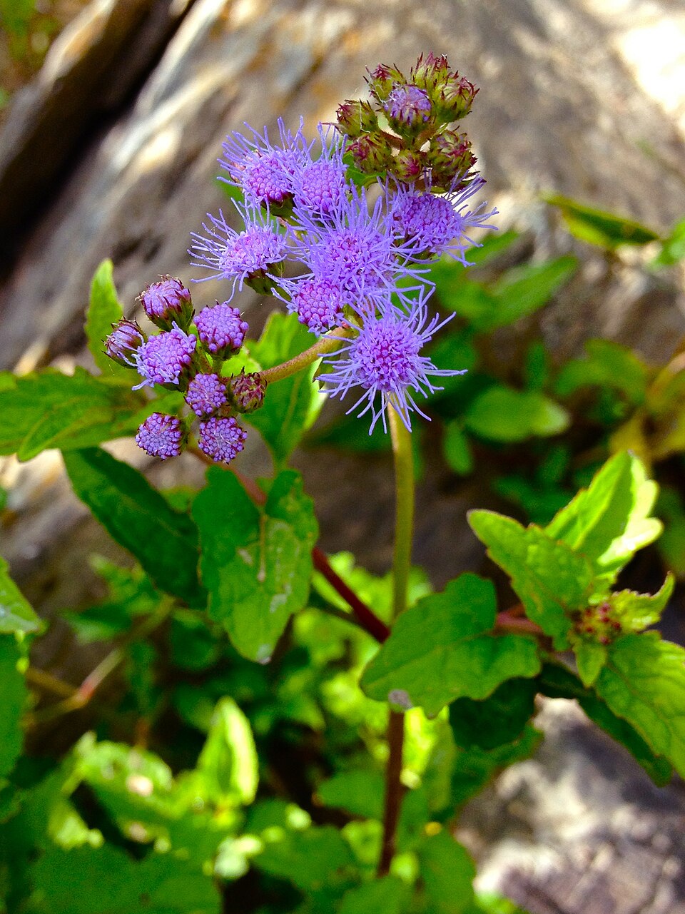 Conoclinium coelestinum (Blue Mistflower) (alternate view 10)