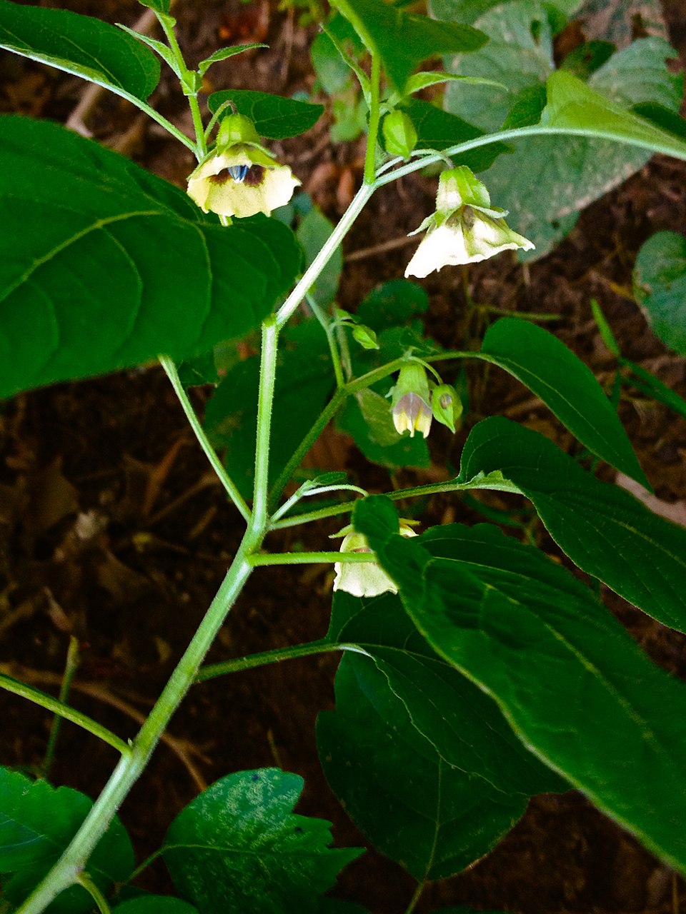 Physalis longifolia (long-leaved groundcherry) (alternate view 4)