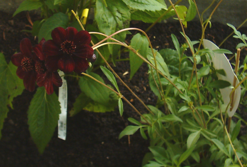 Cosmos atrosanguineus (chocolate cosmos) (alternate view 7)