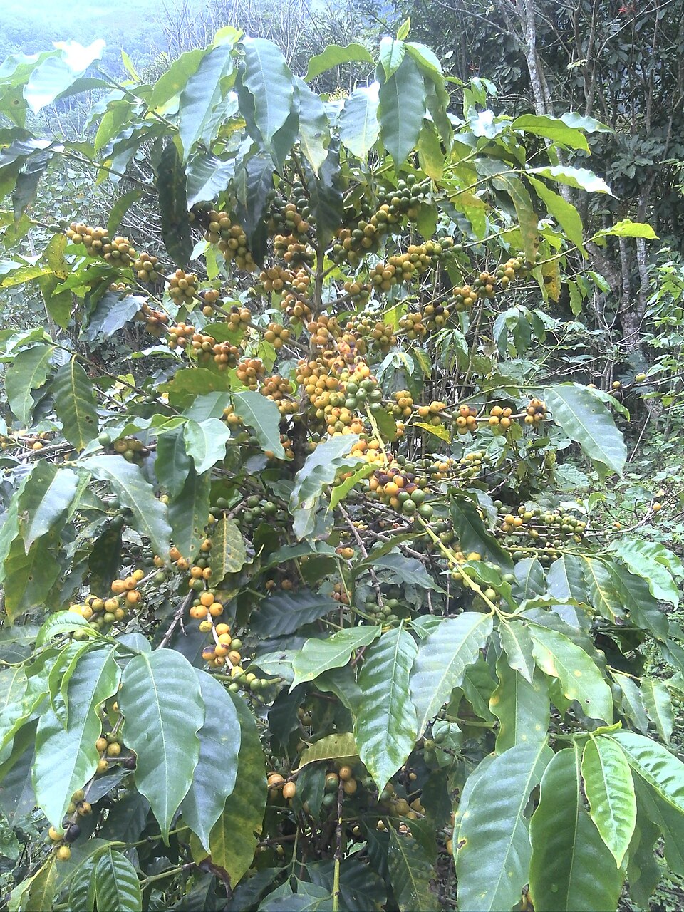 Coffea (Coffees) (alternate view 3)