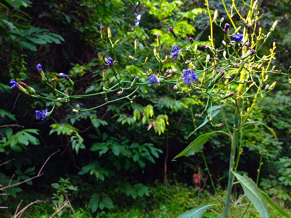 Lactuca floridana (woodland lettuce)