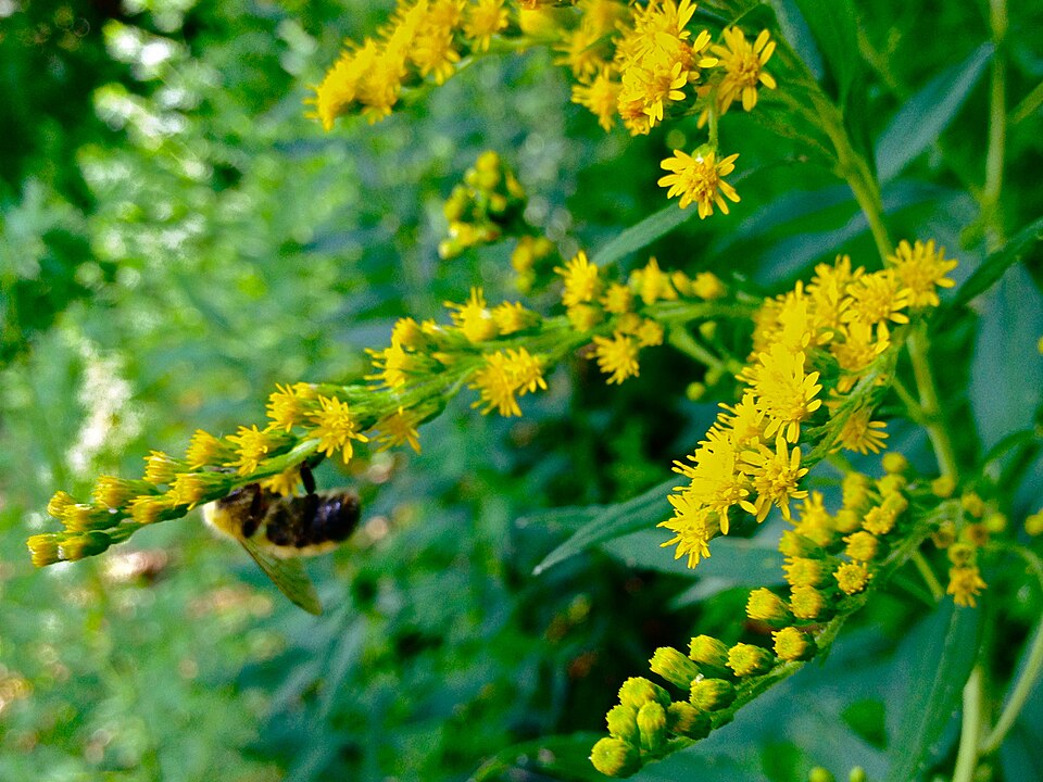 Solidago juncea (early goldenrod) (alternate view 7)