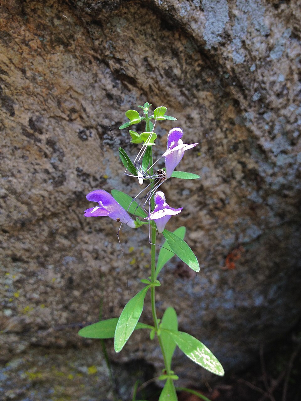 Scutellaria integrifolia (Helmet skullcap) (alternate view 3)