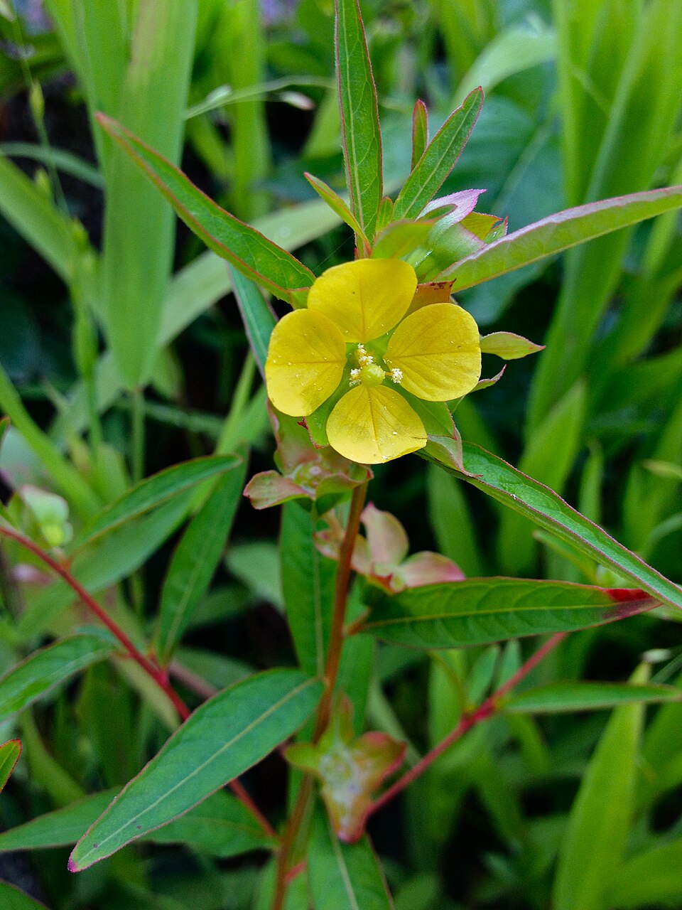 Ludwigia alternifolia (Seedbox) (alternate view 6)