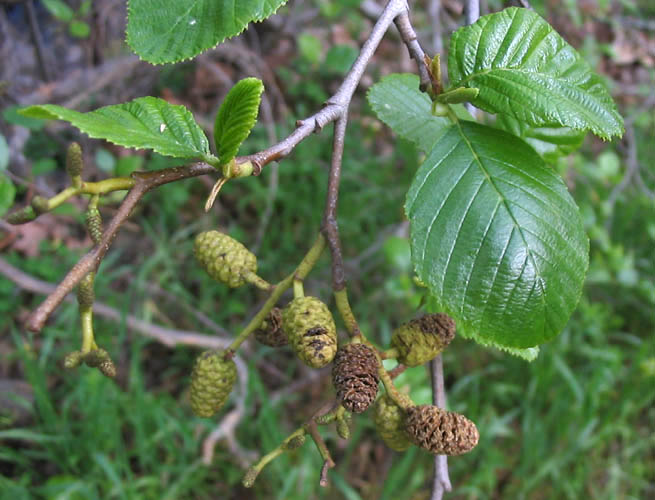 Alnus rhombifolia (white alder)