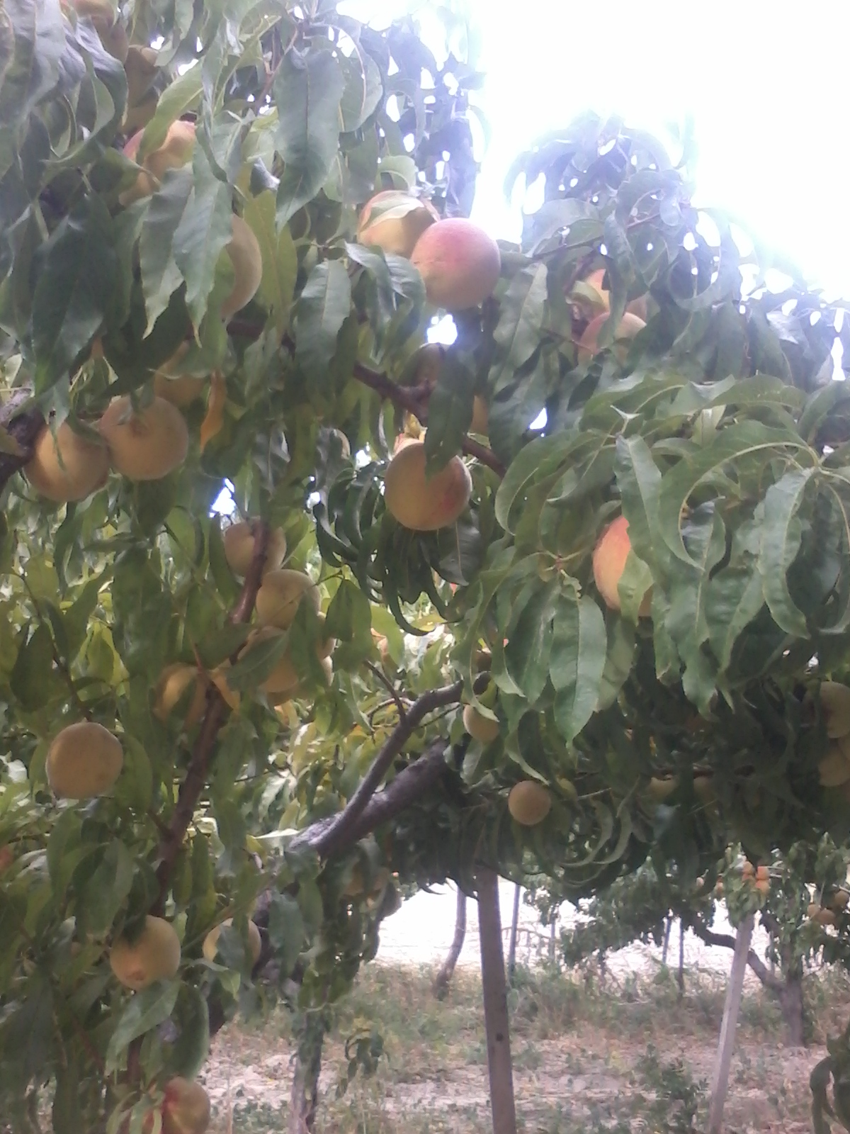 Prunus persica, Peach — spreading deciduous (Rosaceae) (image 7 of 9)