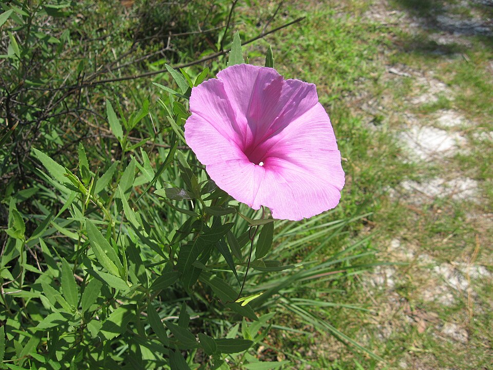Ipomoea sagittata (Saltmarsh Morning-glory) (alternate view 9)