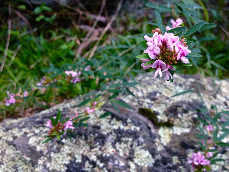 Lespedeza virginica (slender bush clover) (alternate view 6)