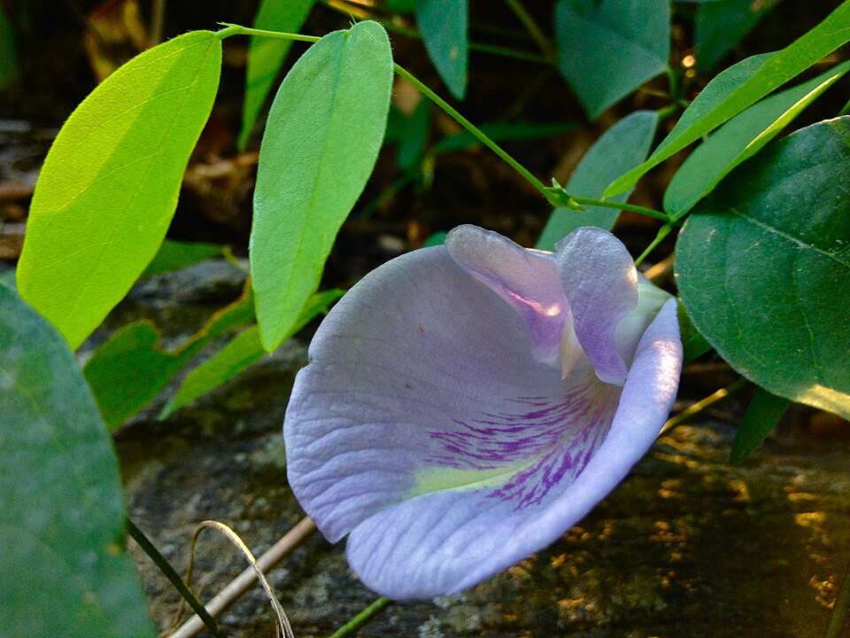 Clitoria mariana (Pigeonwings) (alternate view 7)
