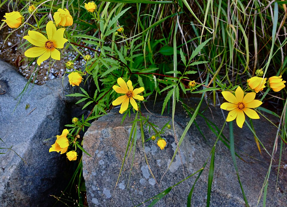 Bidens aristosa (Bearded Beggarticks) (alternate view 9)