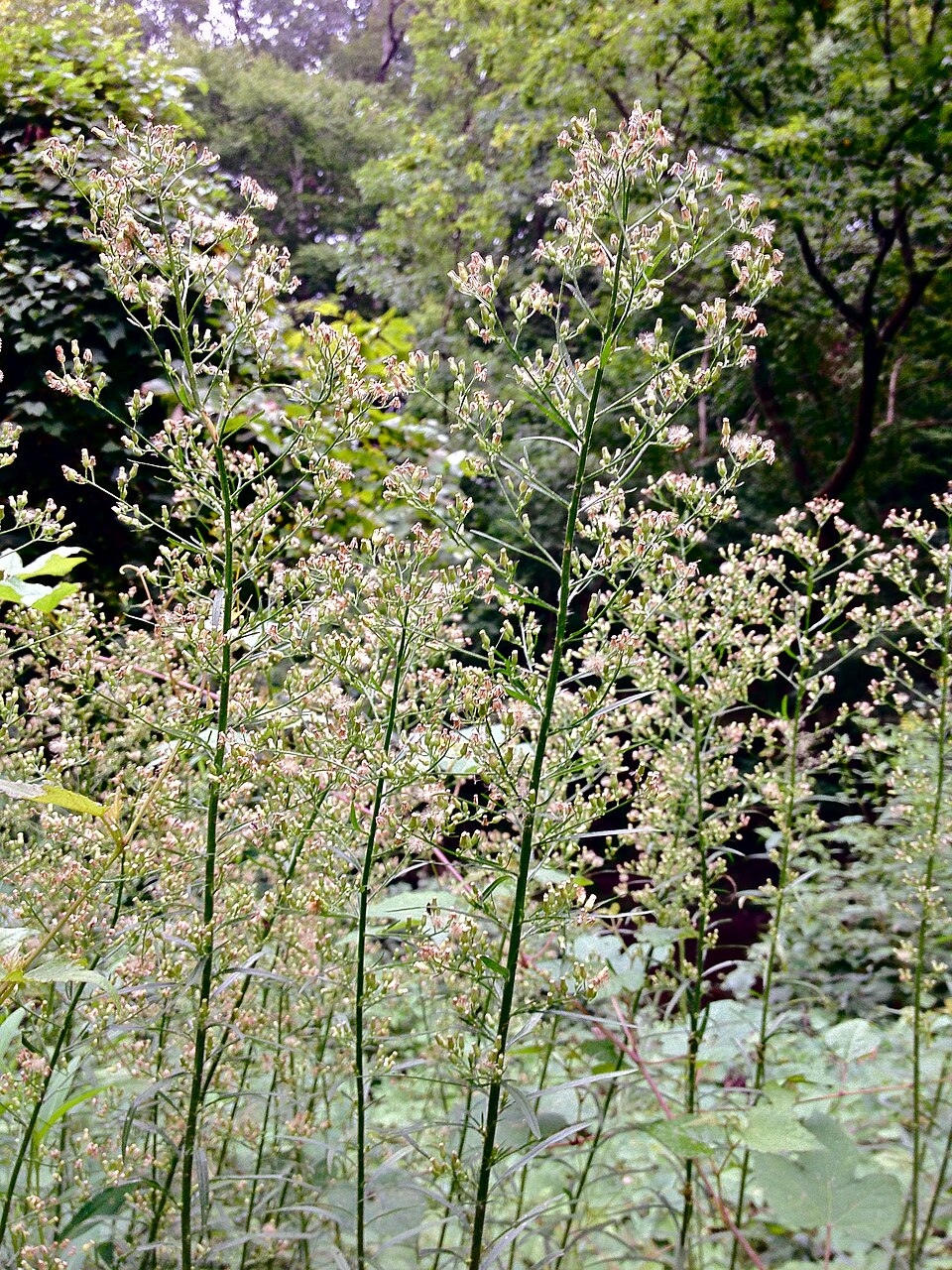 Erigeron canadensis (horseweed)