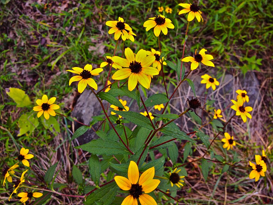 Rudbeckia triloba (Brown-Eyed Susan) (alternate view 8)
