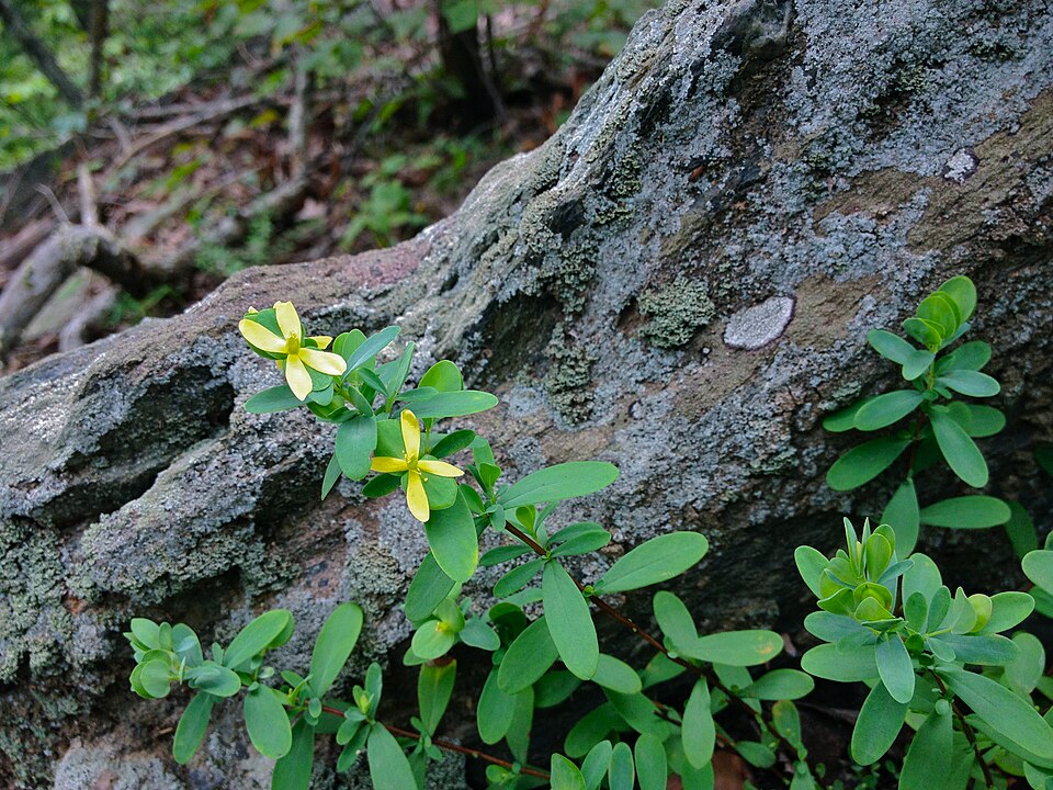 Hypericum hypericoides (St. Andrew's cross) (alternate view 8)