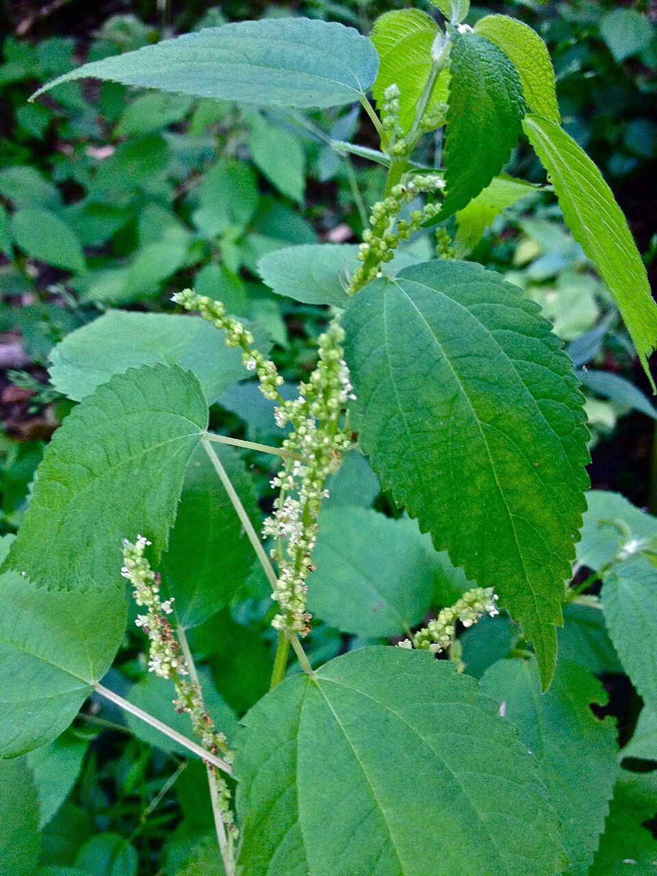 Boehmeria cylindrica (false nettle)