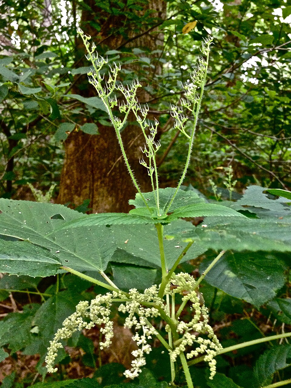 Laportea canadensis (wood nettle)