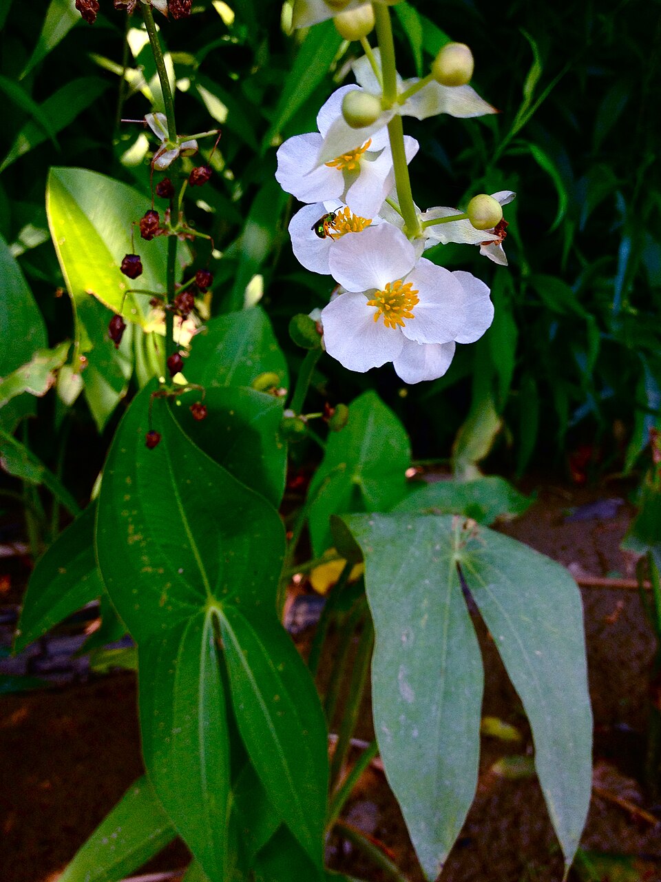 Sagittaria latifolia (Wapato) (alternate view 8)