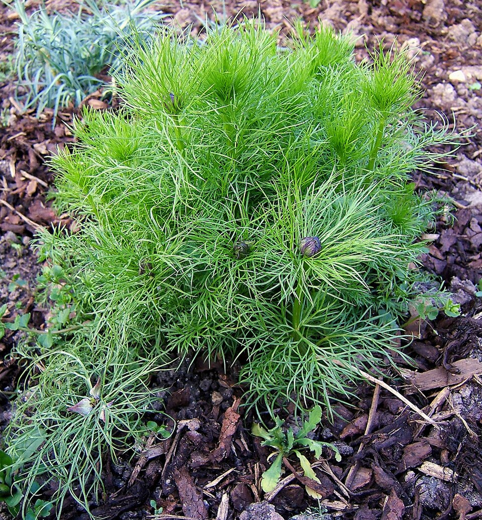 Nigella damascena (love-in-a-mist) (alternate view 8)