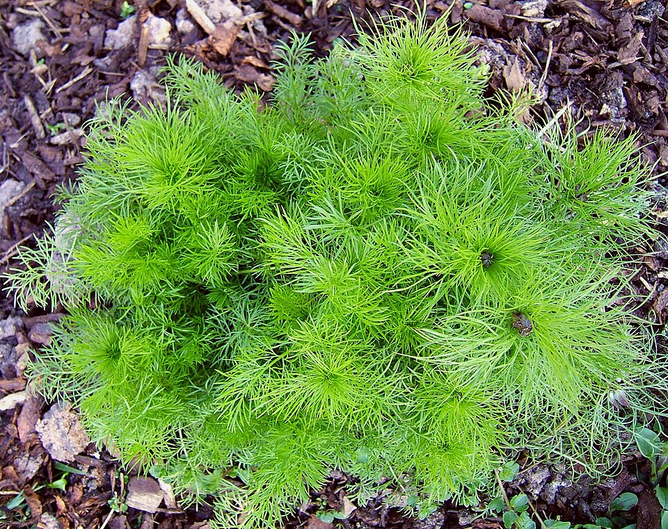 Nigella damascena (love-in-a-mist) (alternate view 9)