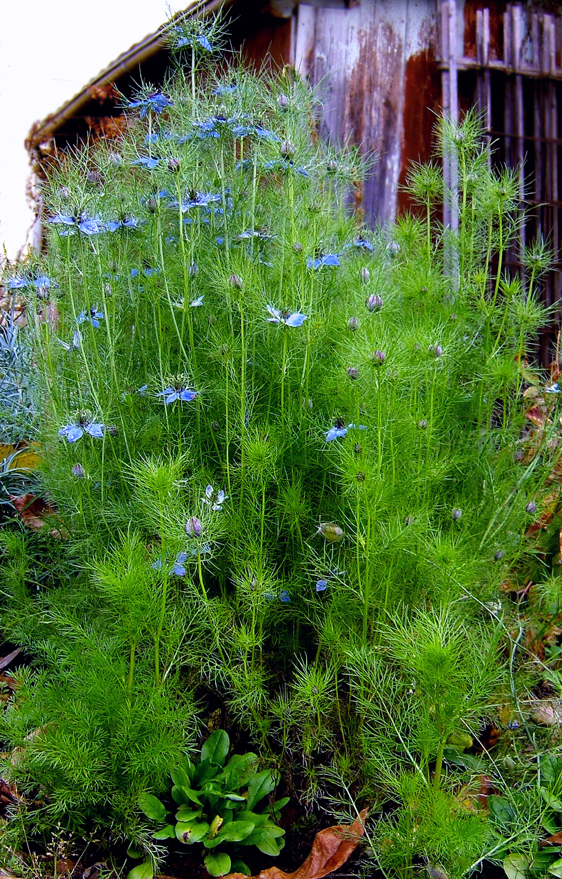 Nigella damascena (love-in-a-mist) (alternate view 10)