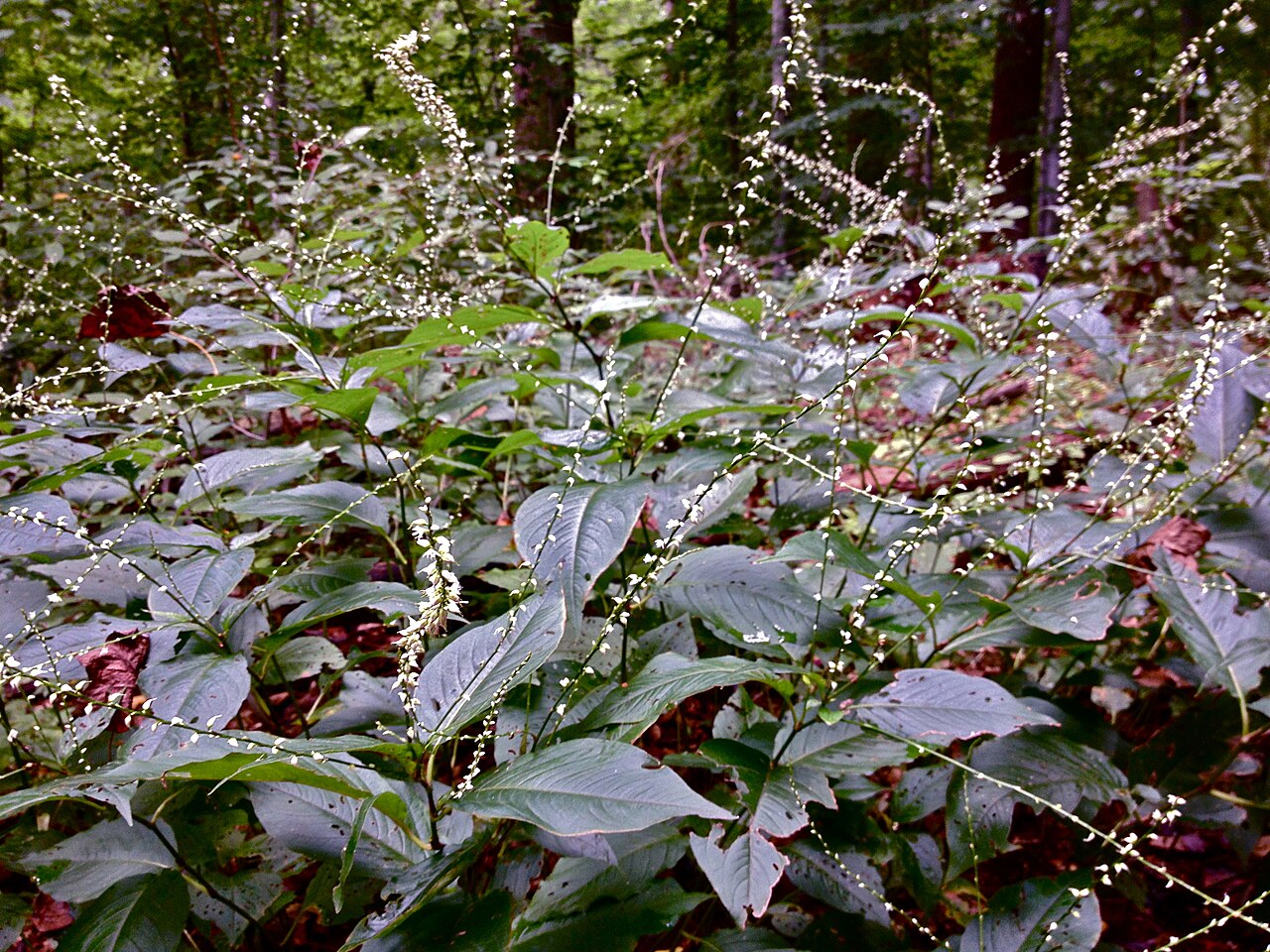 Persicaria virginiana (Jumpseed)