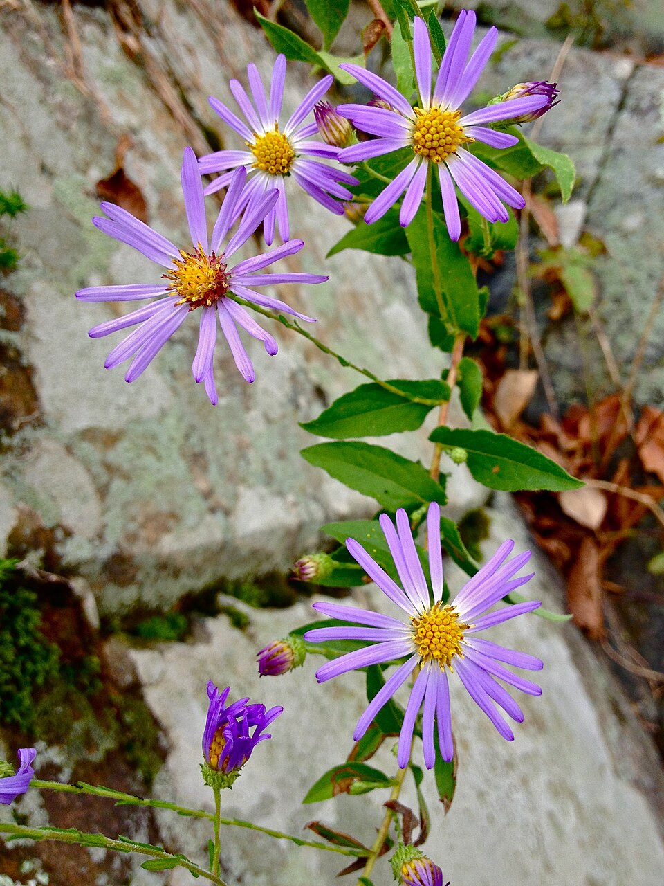 Symphyotrichum patens (late purple aster) (alternate view 6)