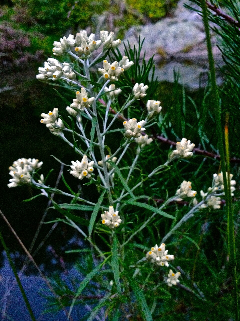 Pseudognaphalium obtusifolium (sweet everlasting) (alternate view 5)