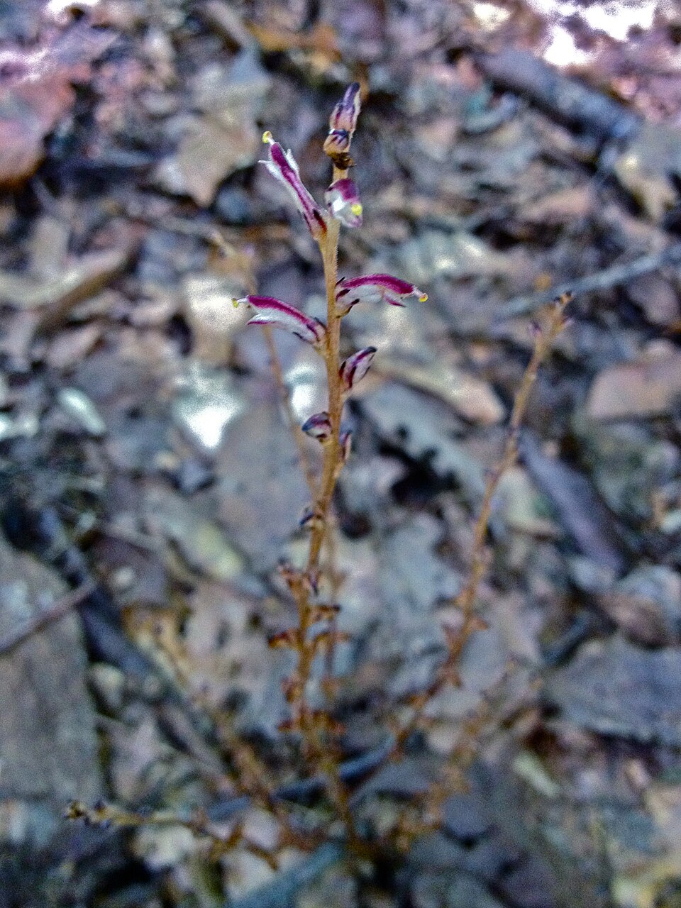 Epifagus virginiana (Beechdrops) (alternate view 2)