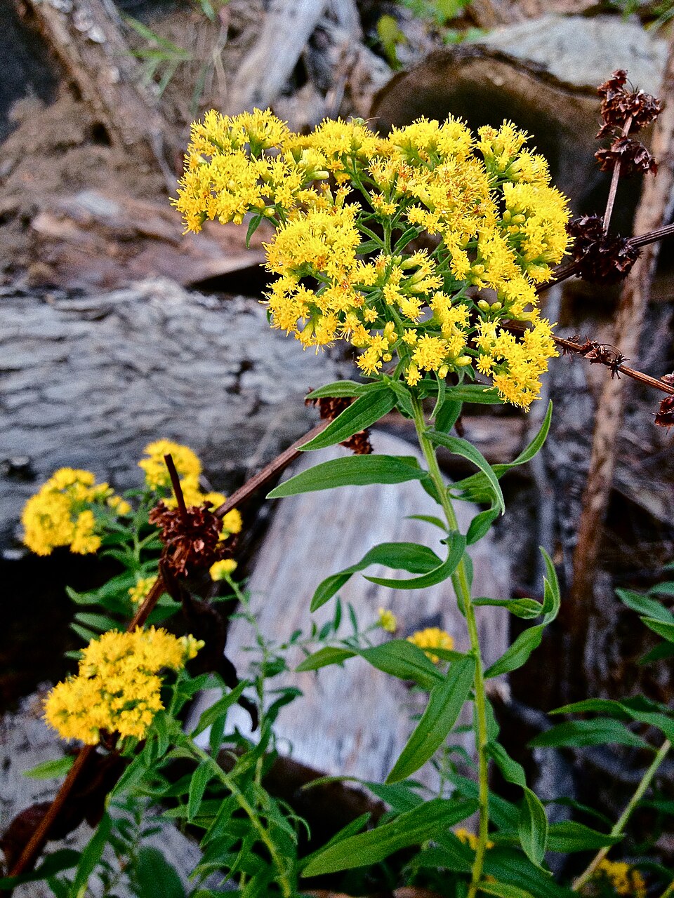 Euthamia graminifolia (flat-topped goldenrod)