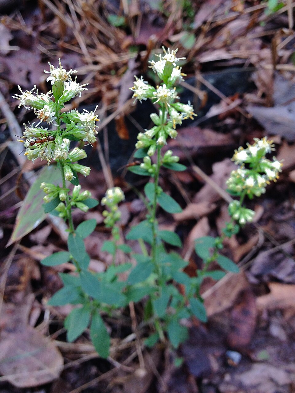 Solidago bicolor (silverrod) (alternate view 7)