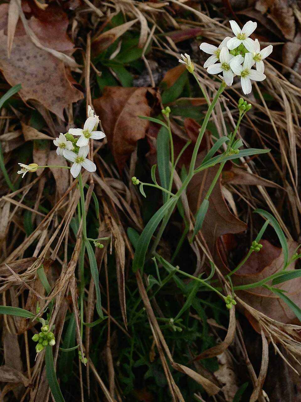 Arabidopsis lyrata (Lyreleaf Rockcress) (alternate view 8)
