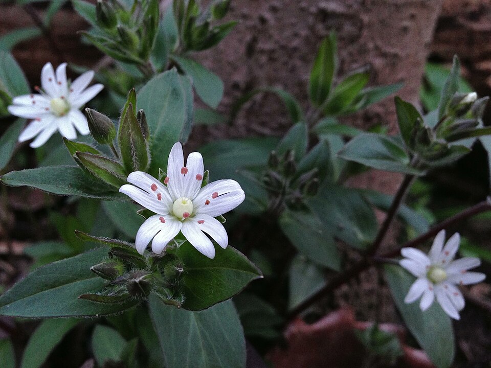 Stellaria pubera (star chickweed) (alternate view 5)