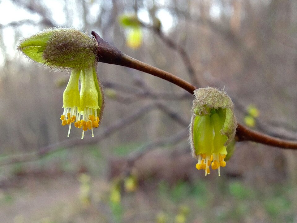 Dirca palustris (eastern leatherwood) (alternate view 3)
