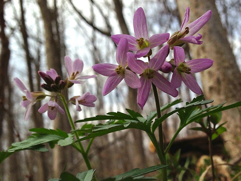 Cardamine concatenata (cut-leaved toothwort)