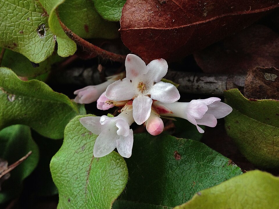 Epigaea repens (trailing arbutus)