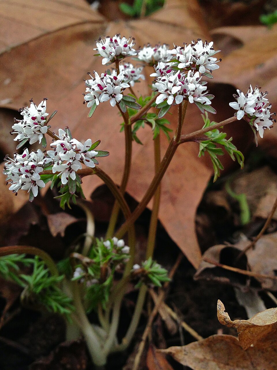 Erigenia bulbosa (harbinger of spring) (alternate view 8)
