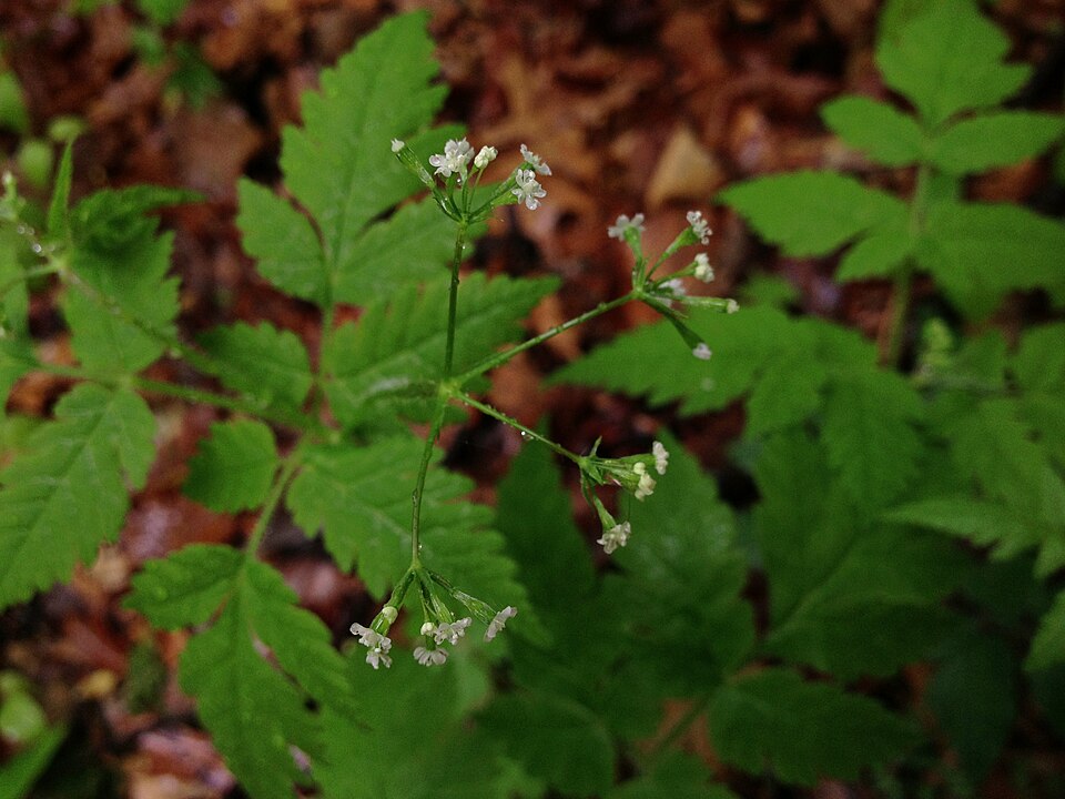 Osmorhiza claytonii (hairy sweet cicely) (alternate view 6)