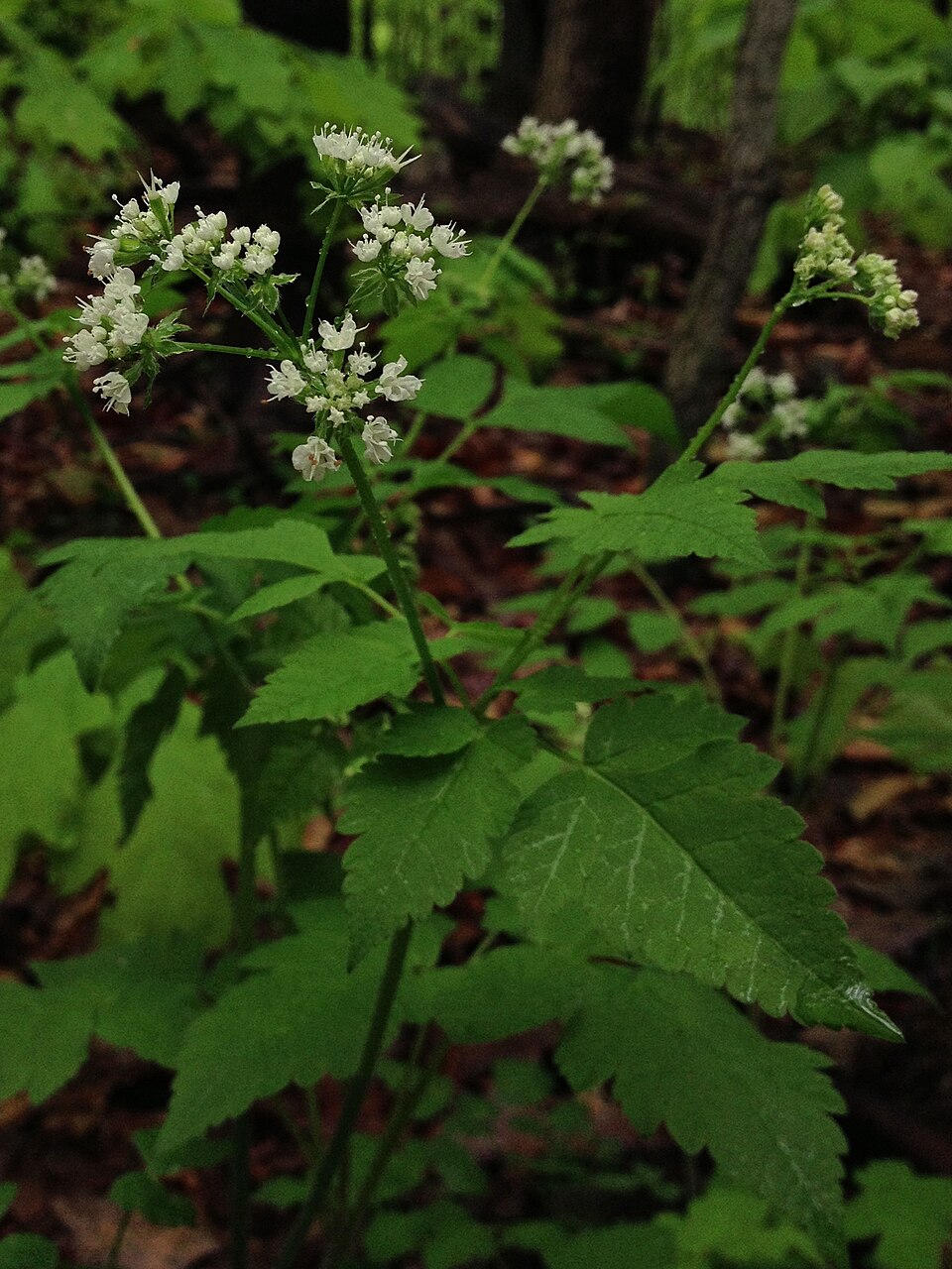 Osmorhiza longistylis (aniseroot) (alternate view 3)