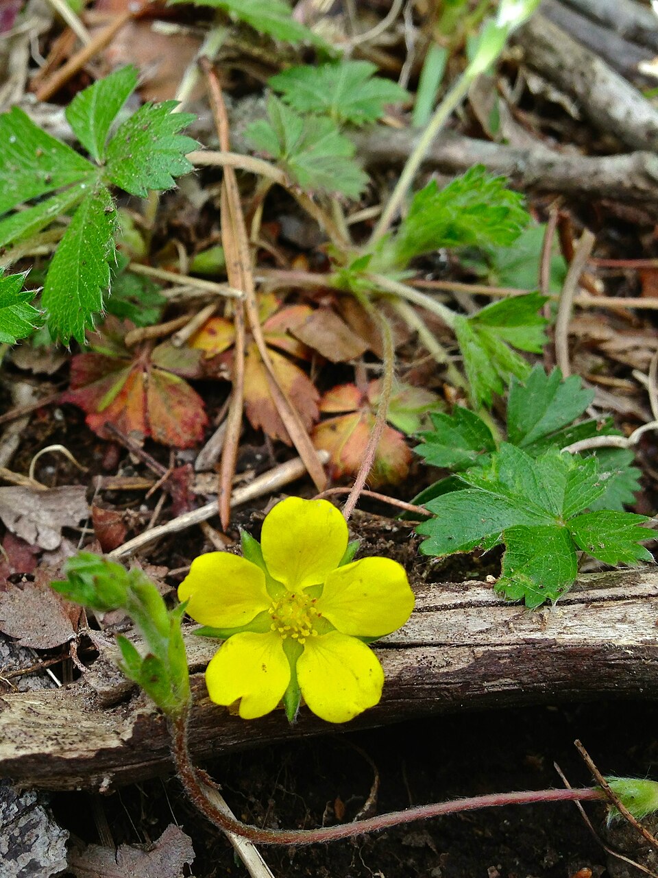 Potentilla canadensis (dwarf cinquefoil) (alternate view 8)