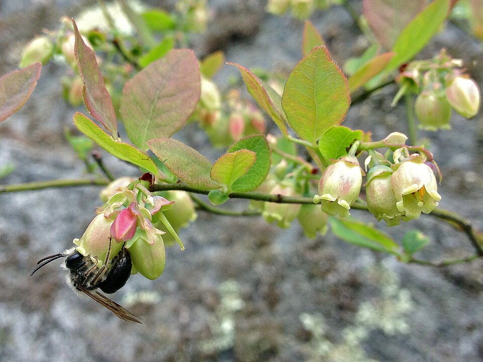 Vaccinium pallidum (Early Lowbush Blueberry) (alternate view 6)