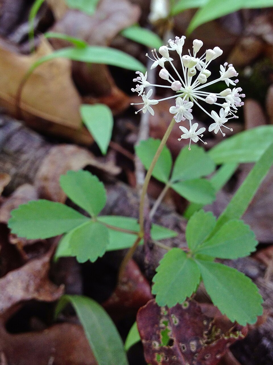 Panax trifolius (dwarf ginseng) (alternate view 9)