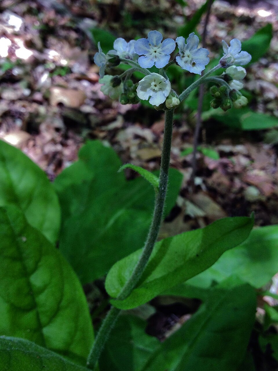 Andersonglossum virginianum (wild comfrey) (alternate view 7)